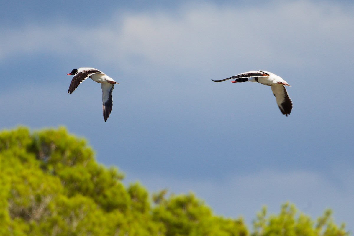 Common Shelduck - ML642708138