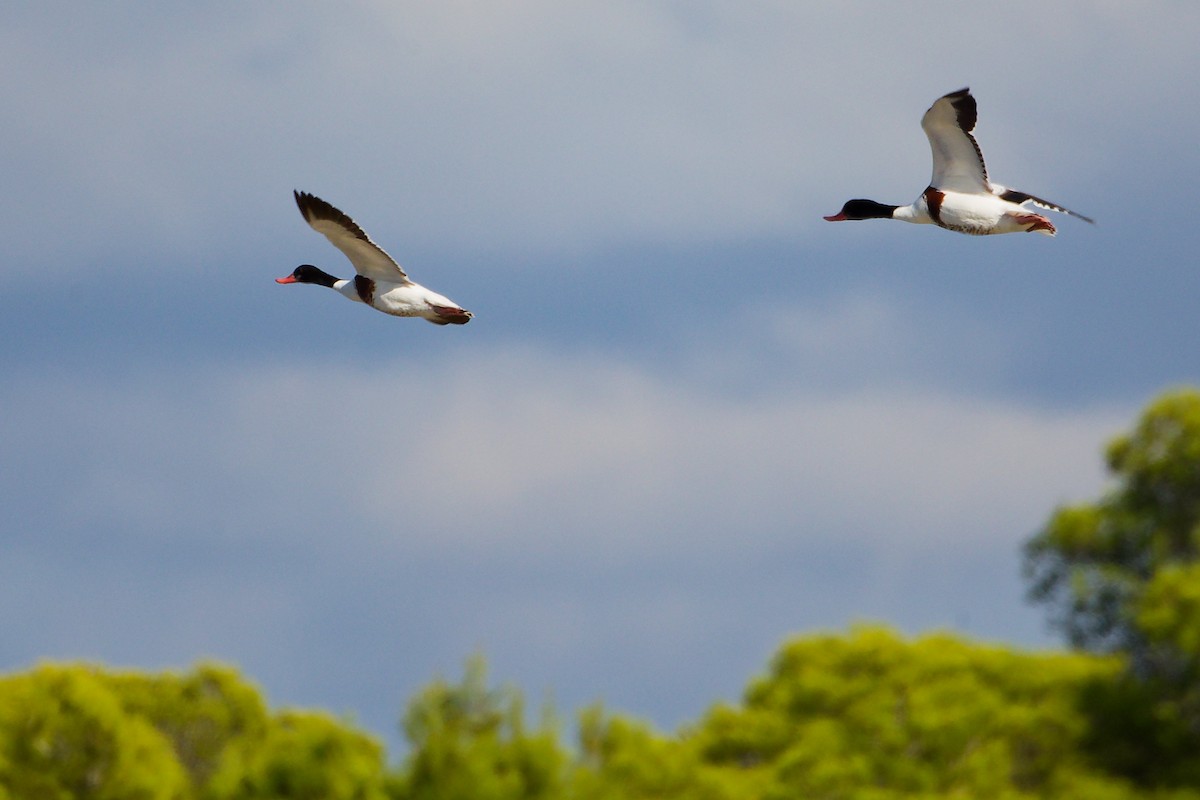 Common Shelduck - ML642708139