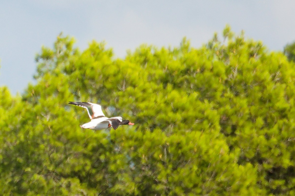 Common Shelduck - ML642708141