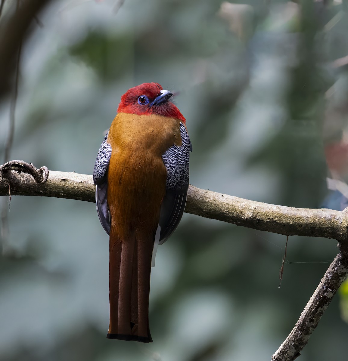 Red-headed Trogon - ML642708142