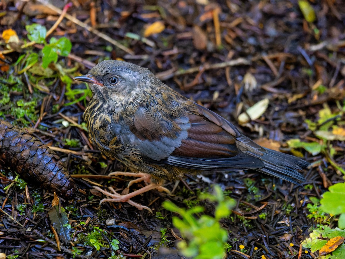 Maroon-backed Accentor - ML642708149