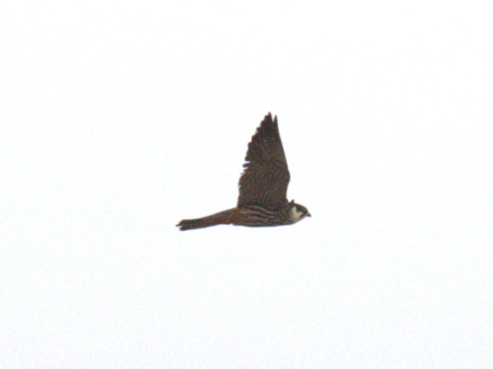 Eurasian Hobby - ML642708161