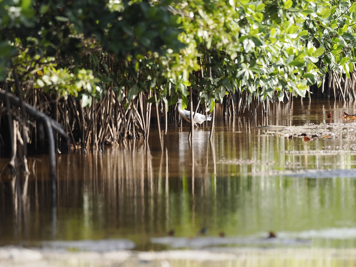 Little Blue Heron - ML642708162