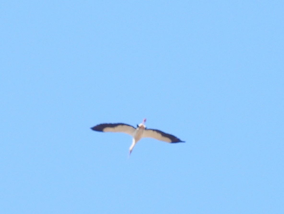 Maguari Stork - ML642708169