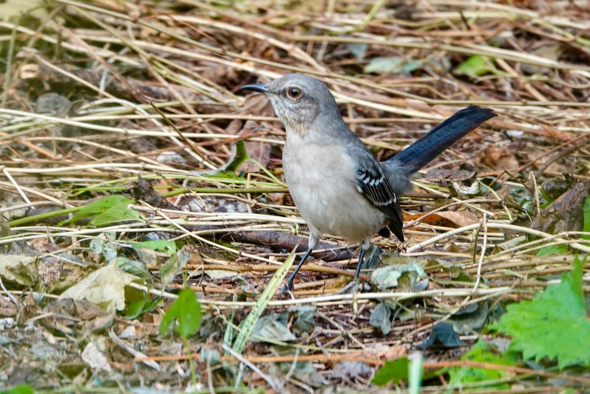 חקיינית צפונית - ML642708175