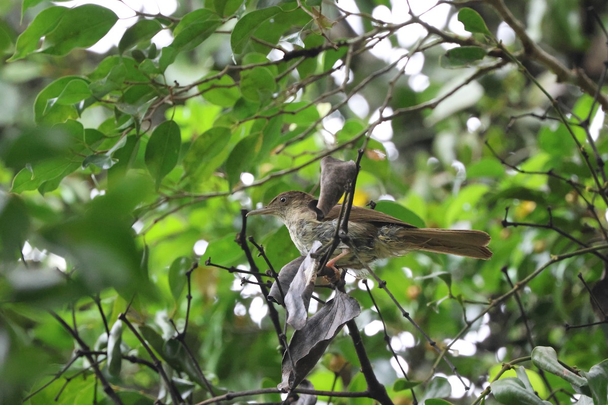 Buff-vented Bulbul - ML642708187