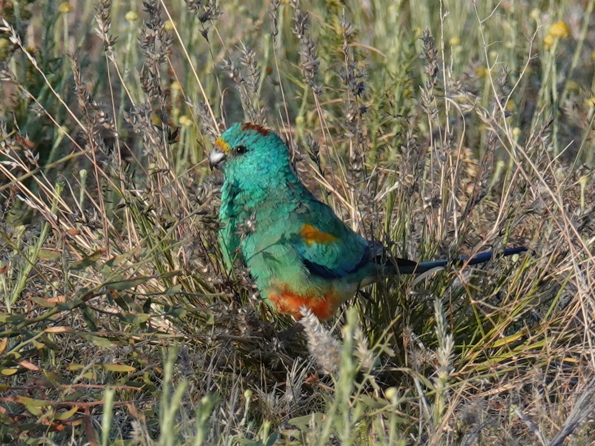 Mulga Parrot - ML642708204