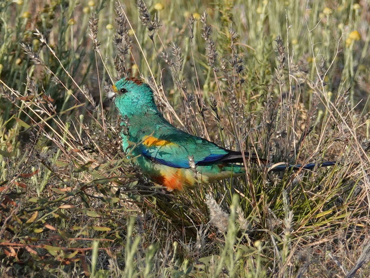 Mulga Parrot - ML642708205