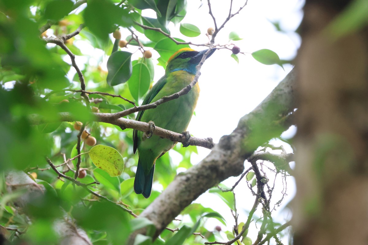 Yellow-crowned Barbet - ML642708206