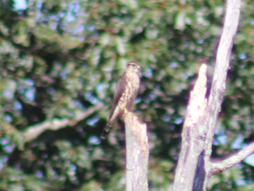 Merlin - ML642708210