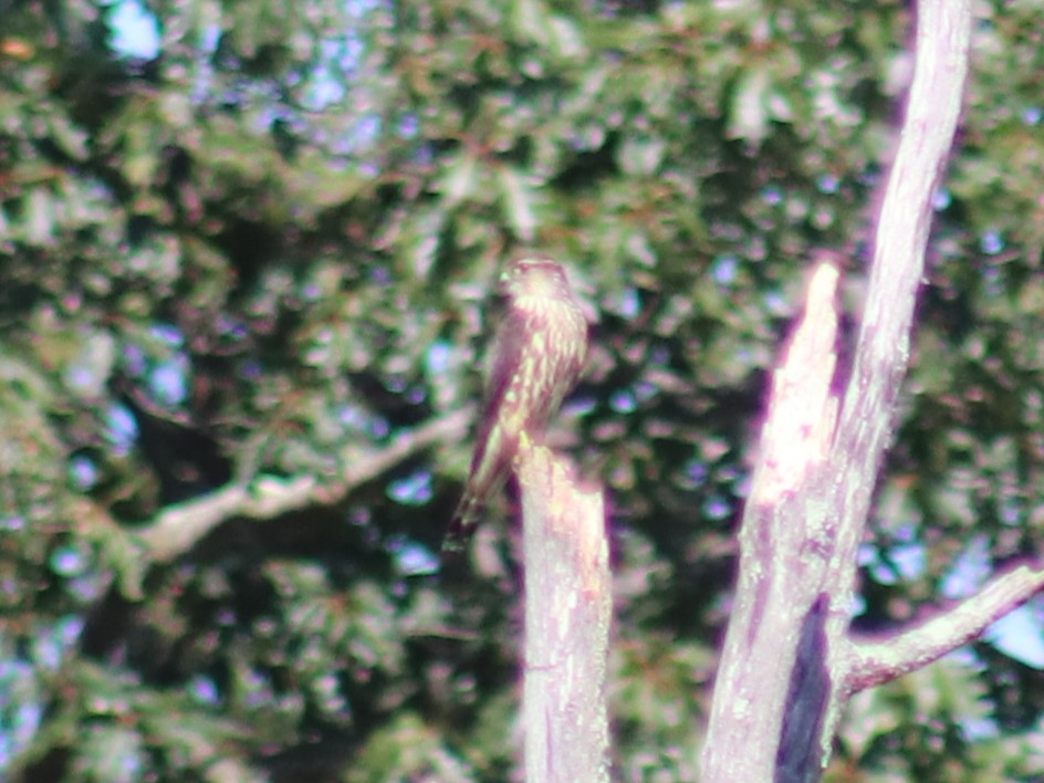 Merlin - ML642708211