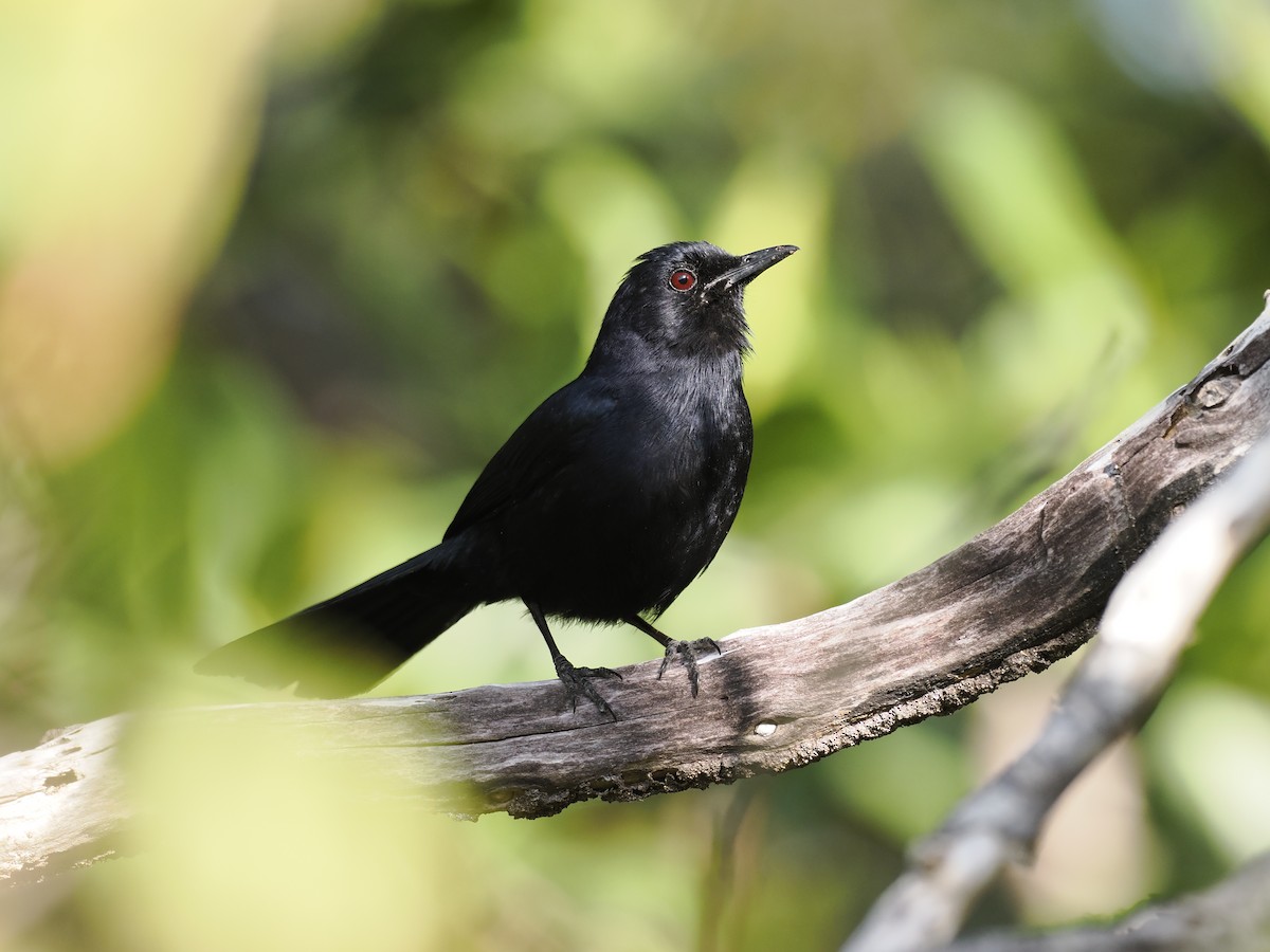 Black Catbird - ML642708227