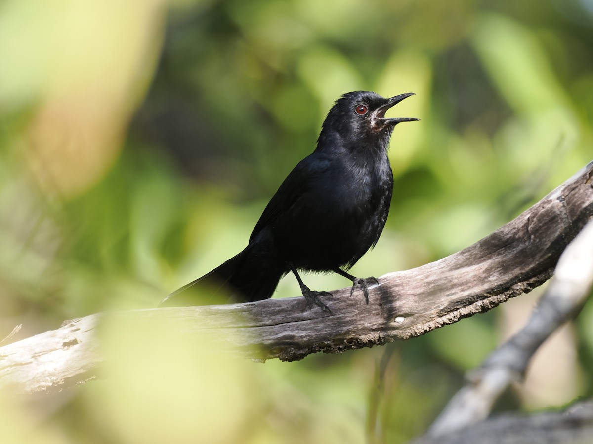 Black Catbird - ML642708231