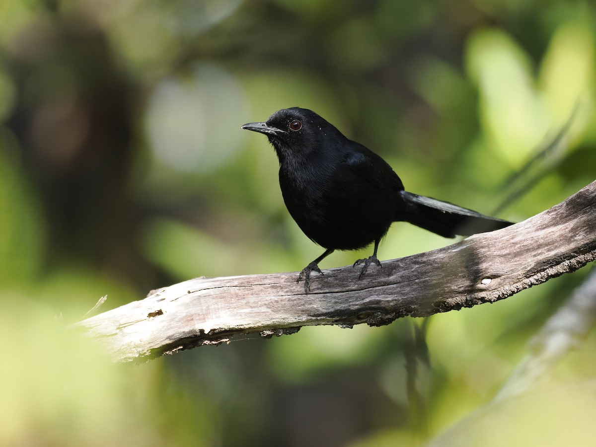 Black Catbird - ML642708236