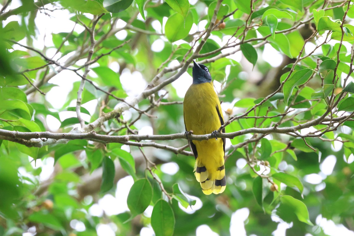 Black-headed Bulbul - ML642708247