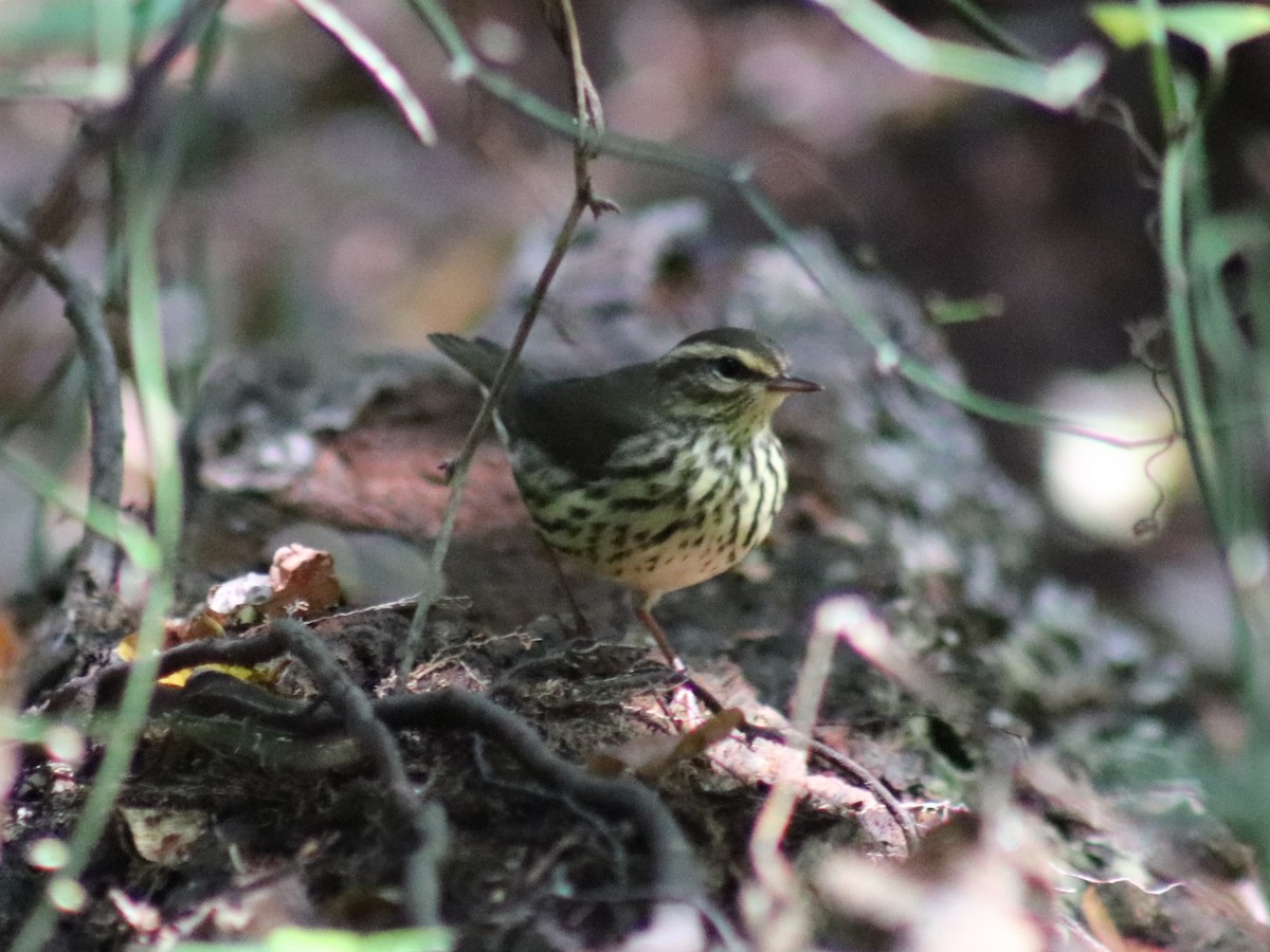 Northern Waterthrush - ML642708258
