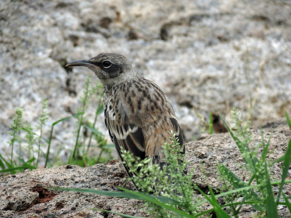 Galapagos Mockingbird - ML642708265