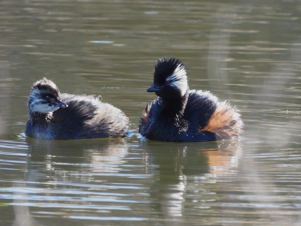 White-tufted Grebe - ML642708266
