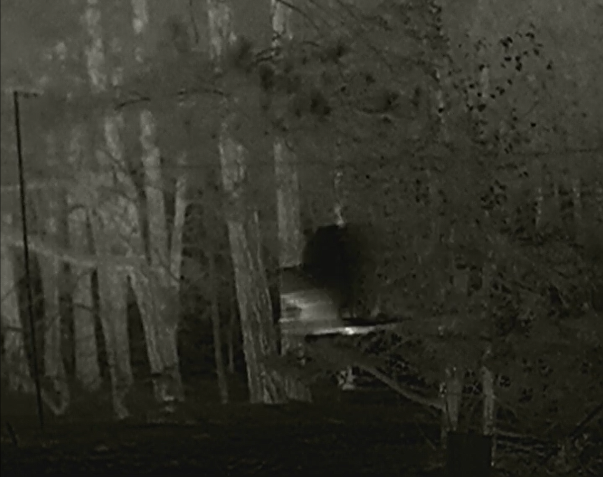 Long-eared Owl - ML642708268