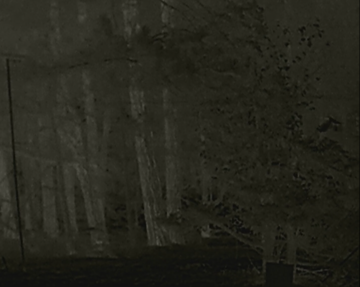 Long-eared Owl - ML642708269