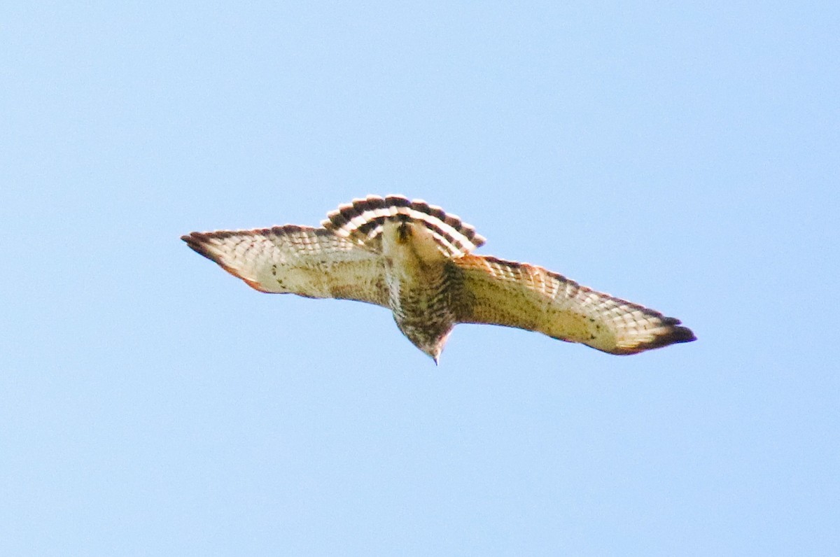 Broad-winged Hawk - ML642708274