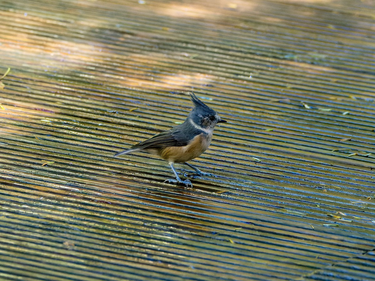 Gray-crested Tit - ML642708275