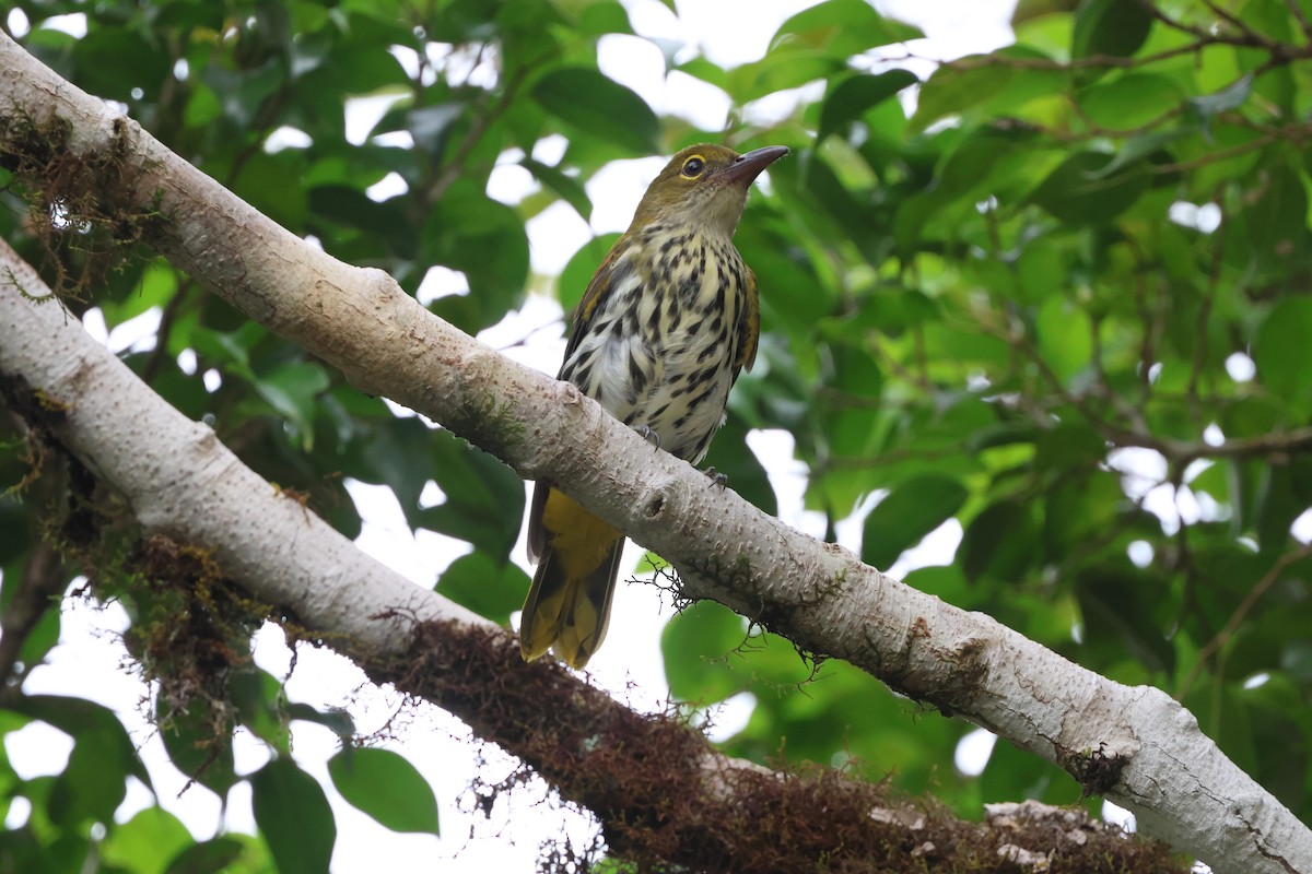 Dark-throated Oriole - ML642708278