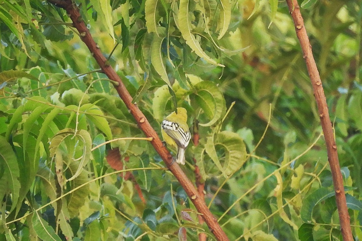 White-tailed Iora - ML642708280