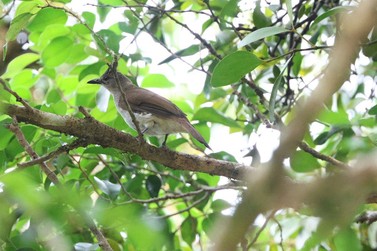 Puff-backed Bulbul - ML642708281
