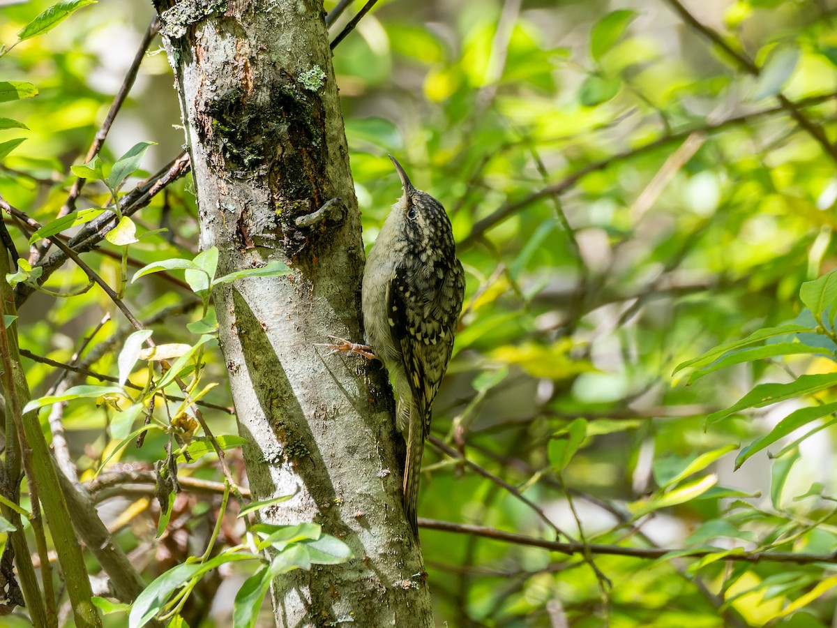 Bar-tailed Treecreeper - ML642708283