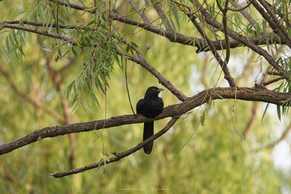 Asian Koel - ML642708284