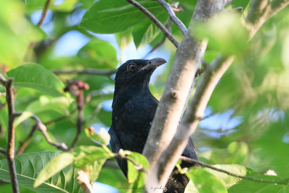 Asian Koel - ML642708285