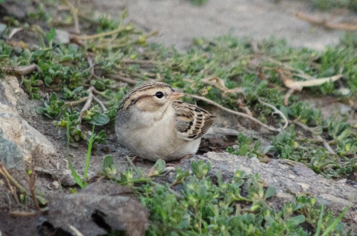 Chipping Sparrow - ML642708286