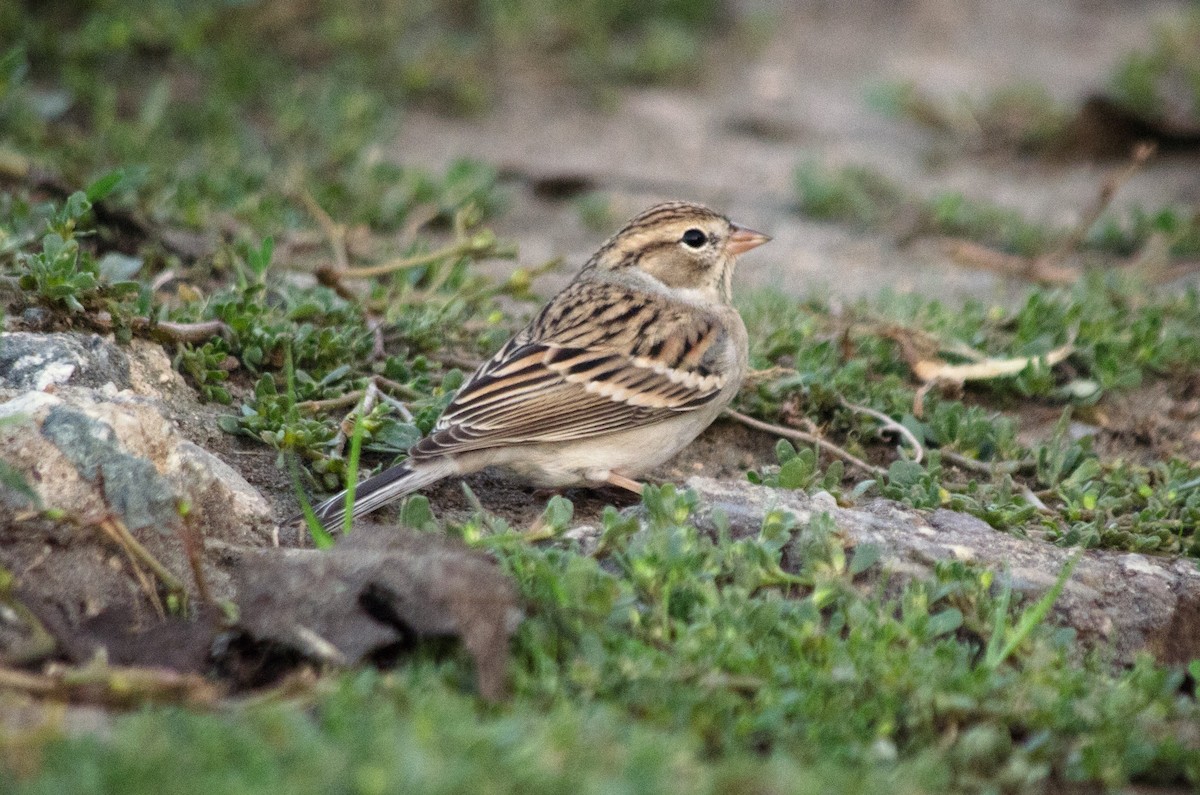 Chipping Sparrow - ML642708287