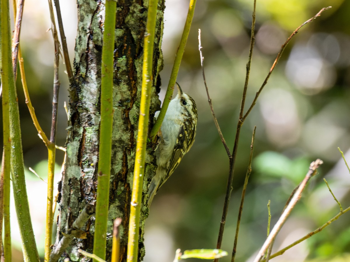 Hodgson's Treecreeper - ML642708288