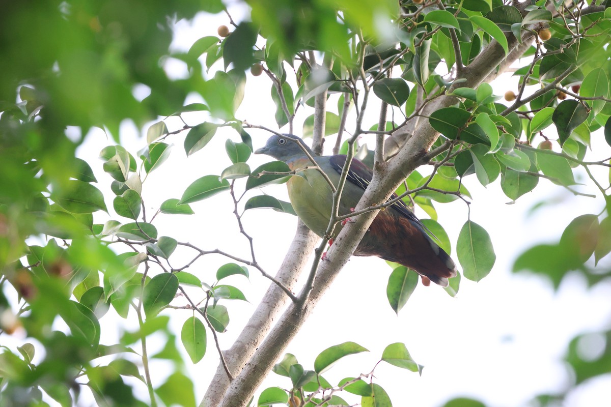 Little Green-Pigeon - ML642708289