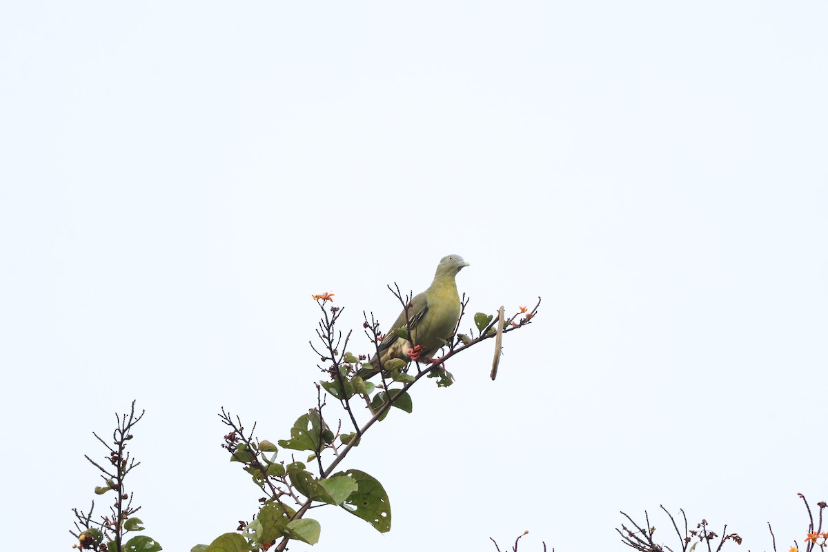 Little Green-Pigeon - ML642708290