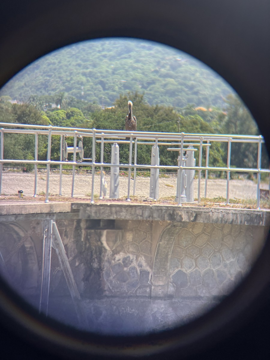 Brown Pelican - ML642708291