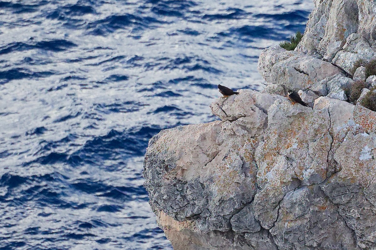 Eleonora's Falcon - ML642708292