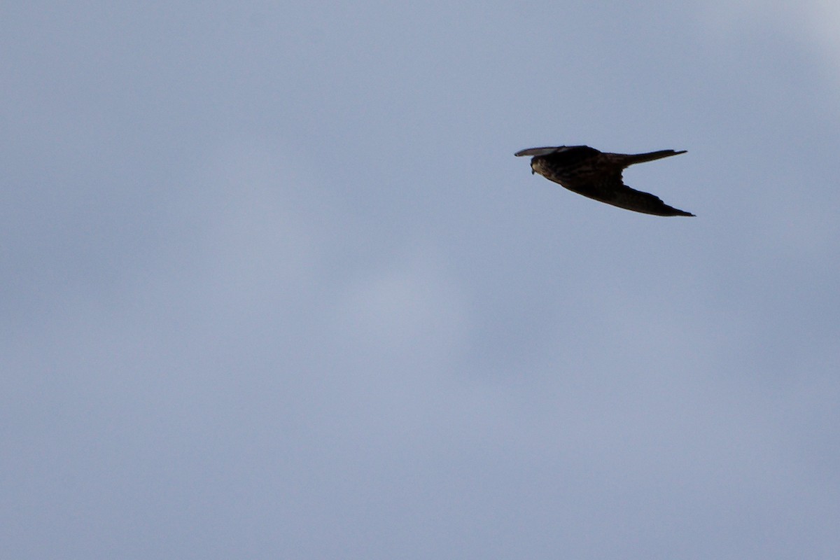 Eleonora's Falcon - ML642708293