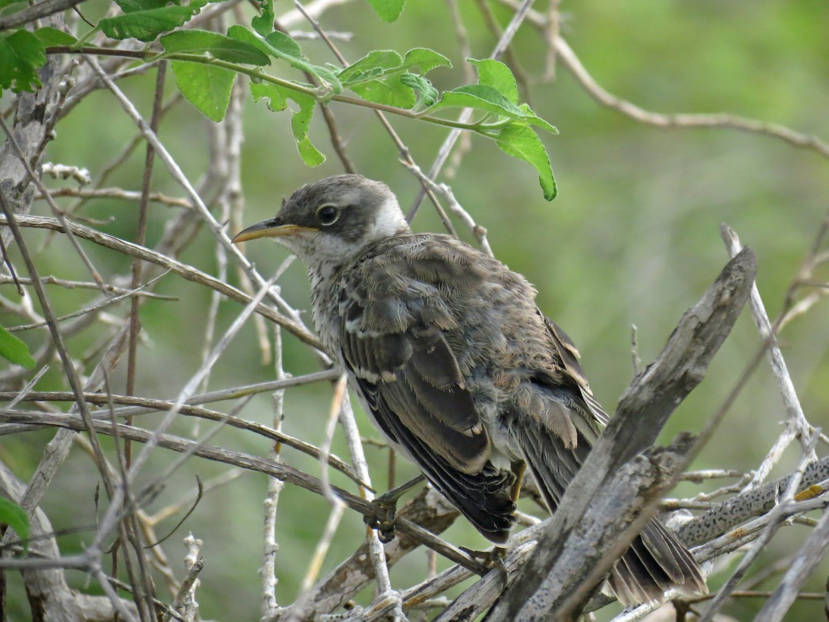 Galapagos Mockingbird - ML642708294