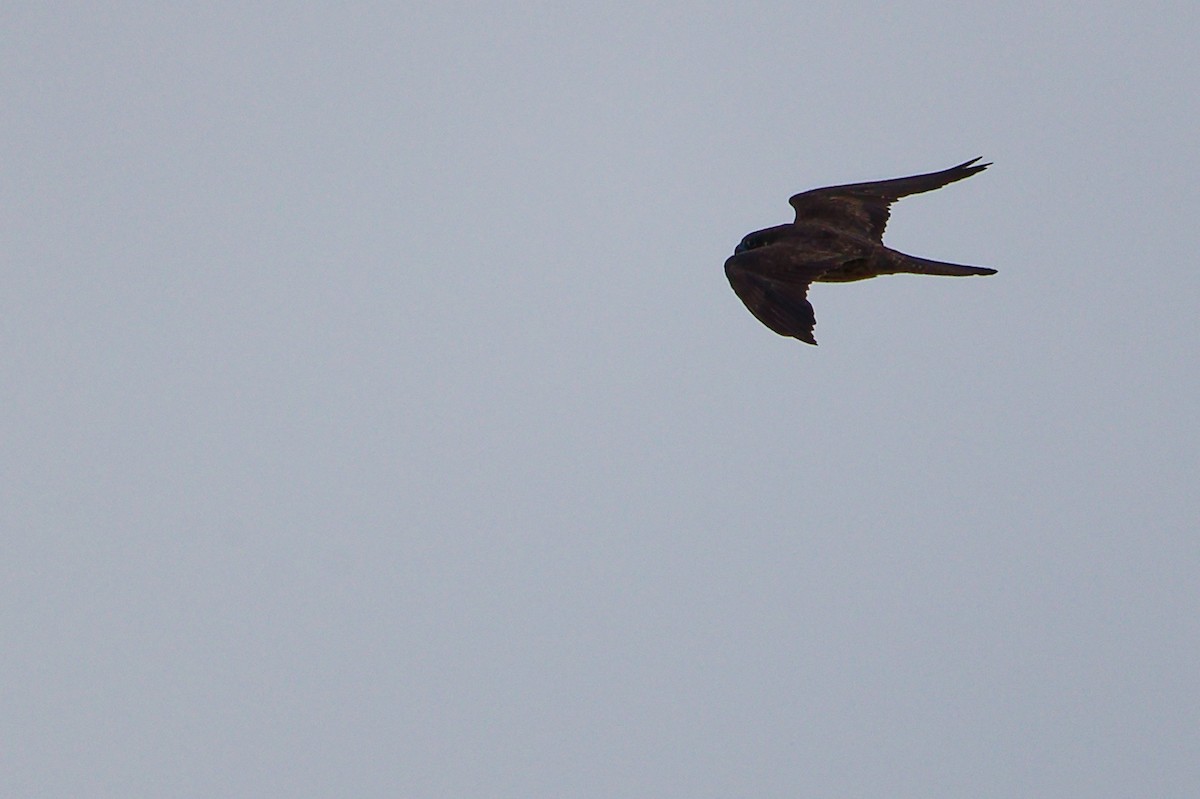 Eleonora's Falcon - ML642708295