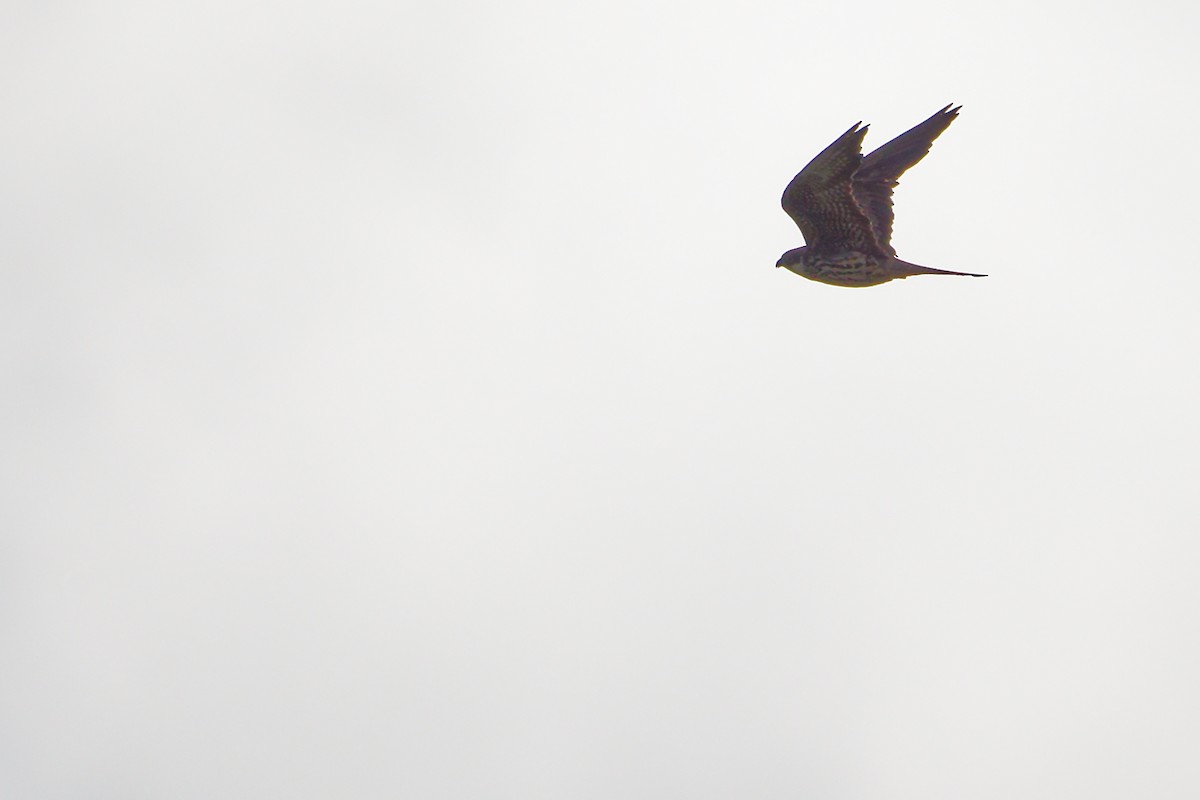 Eleonora's Falcon - ML642708298