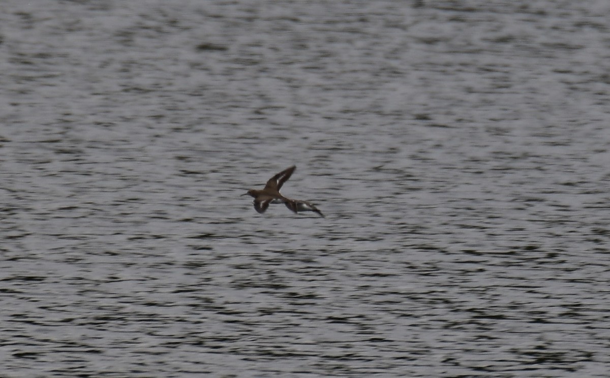 Spotted Sandpiper - ML642708303