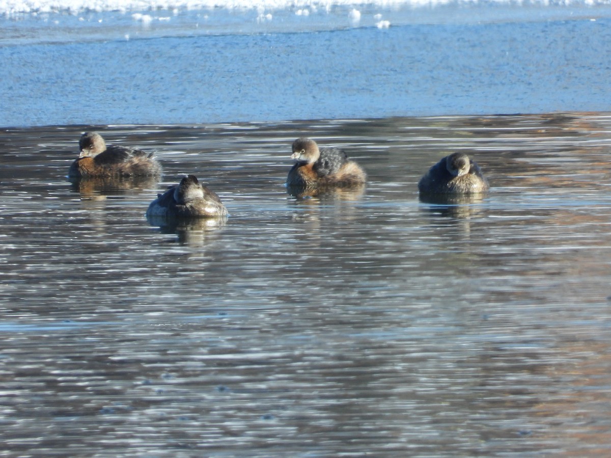 Pied-billed Grebe - ML642708304
