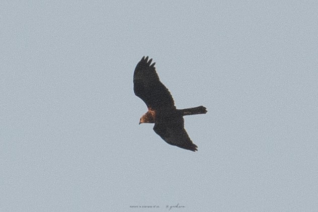 Дорнын хулд - ML642708305