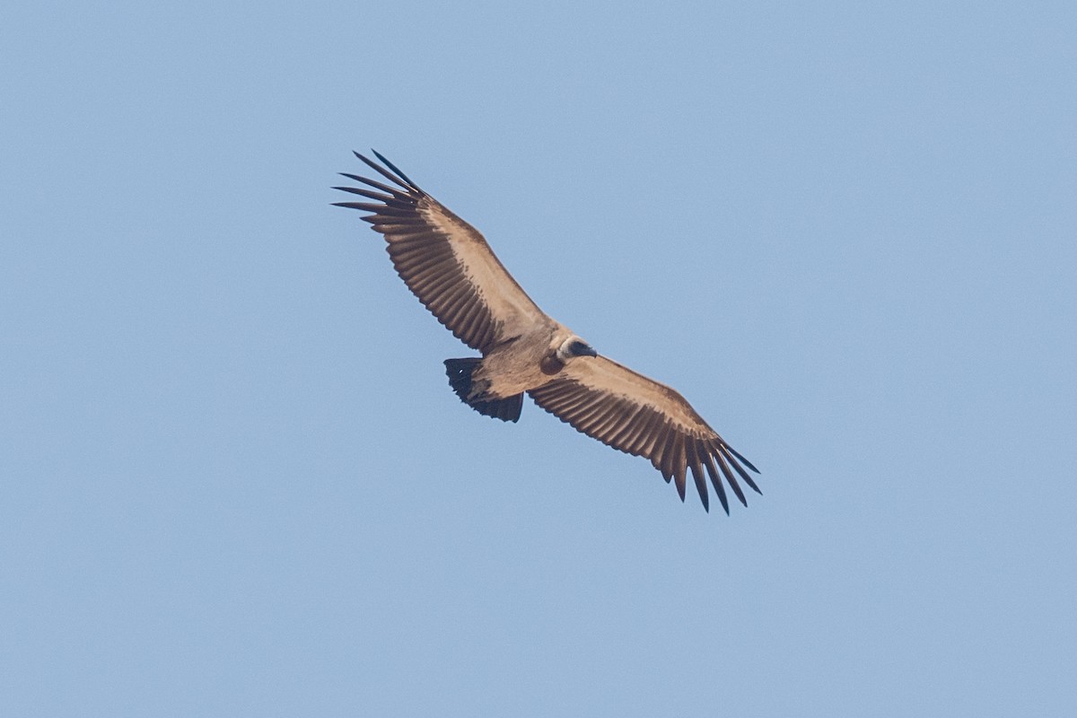 White-backed Vulture - ML642708306