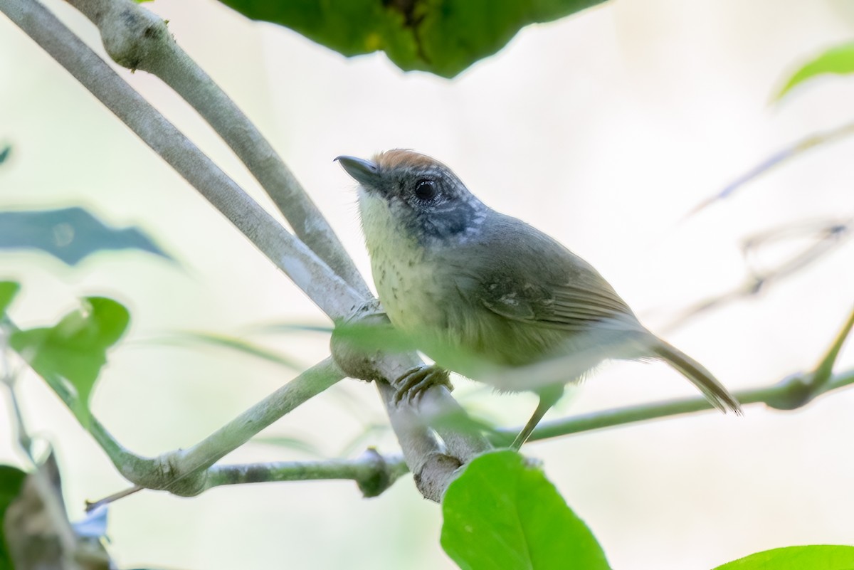 Spot-breasted Antvireo - ML642708307