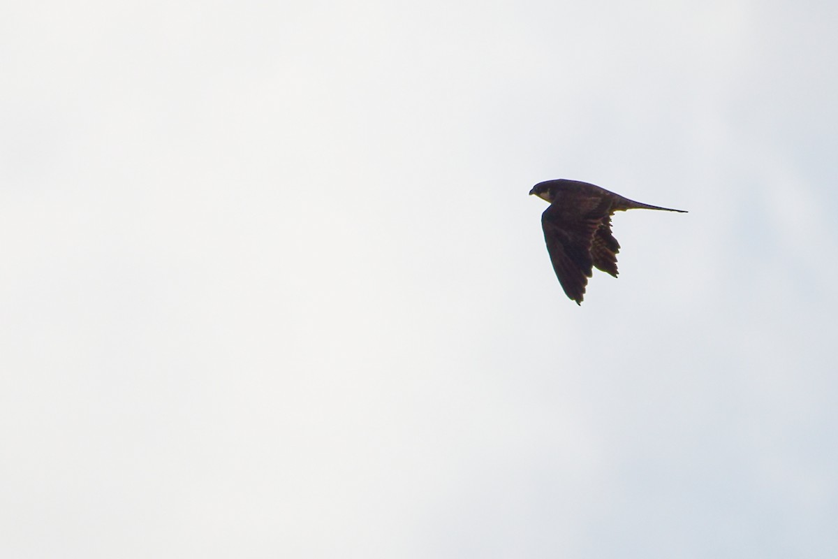 Eleonora's Falcon - ML642708308