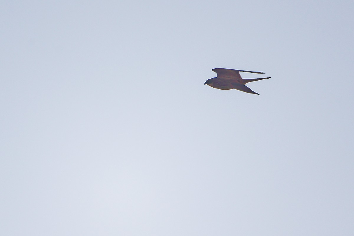 Eleonora's Falcon - ML642708313